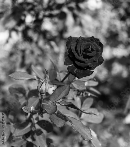A rose in black-n-white