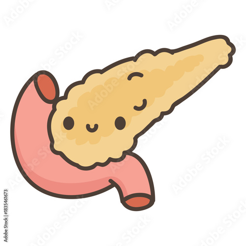 Human body pancreas organ
