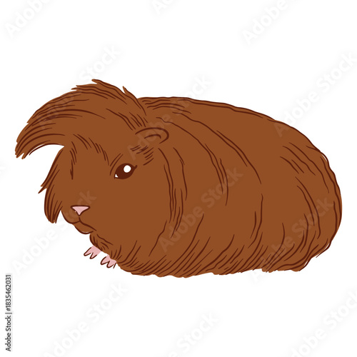 Guinea pig illustration peruvian