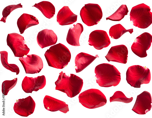 Red Rose Petals Falling Straight Down, Isolated on Transparent Background