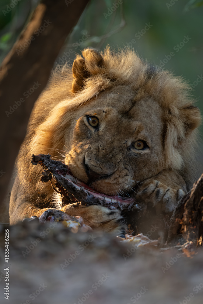 Naklejka premium Male lion lies feeding on zebra carcase