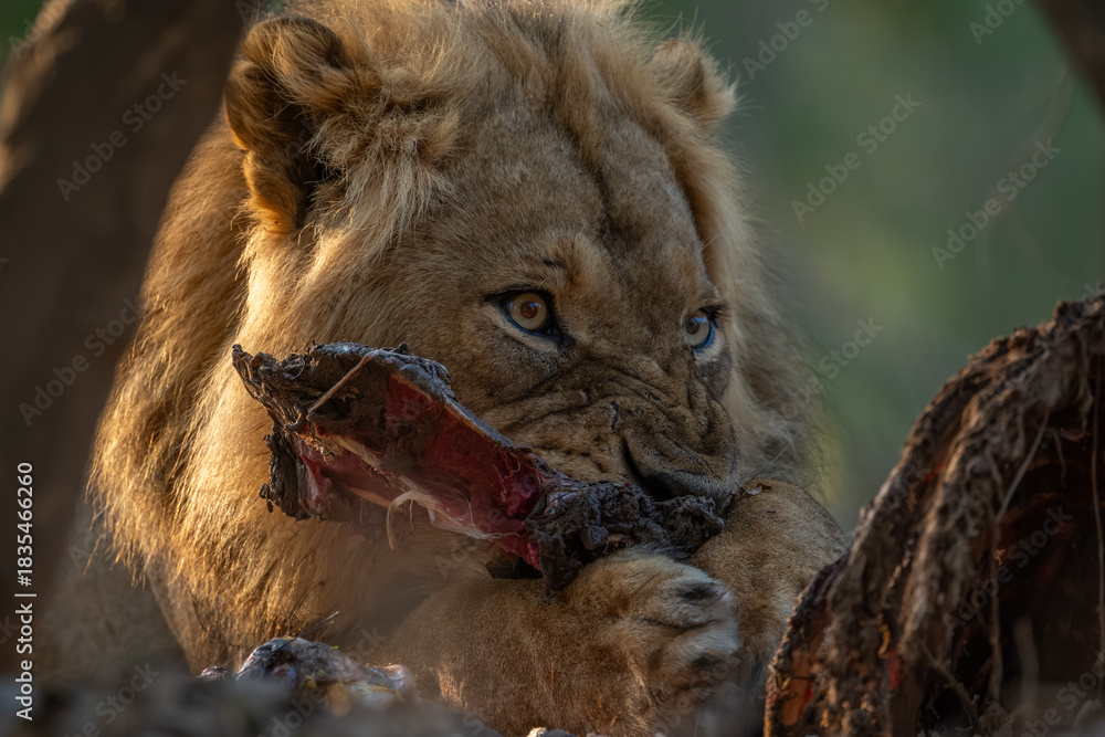 Obraz premium Male lion lies gnawing on zebra leg