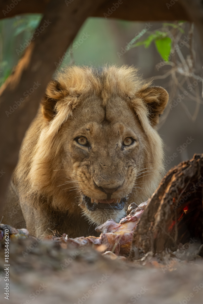 Obraz premium Male lion lies snarling guarding zebra carcase