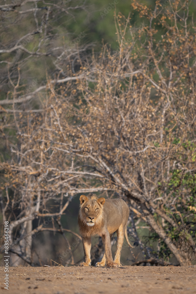 Fototapeta premium Male lion stands cocking head towards camera