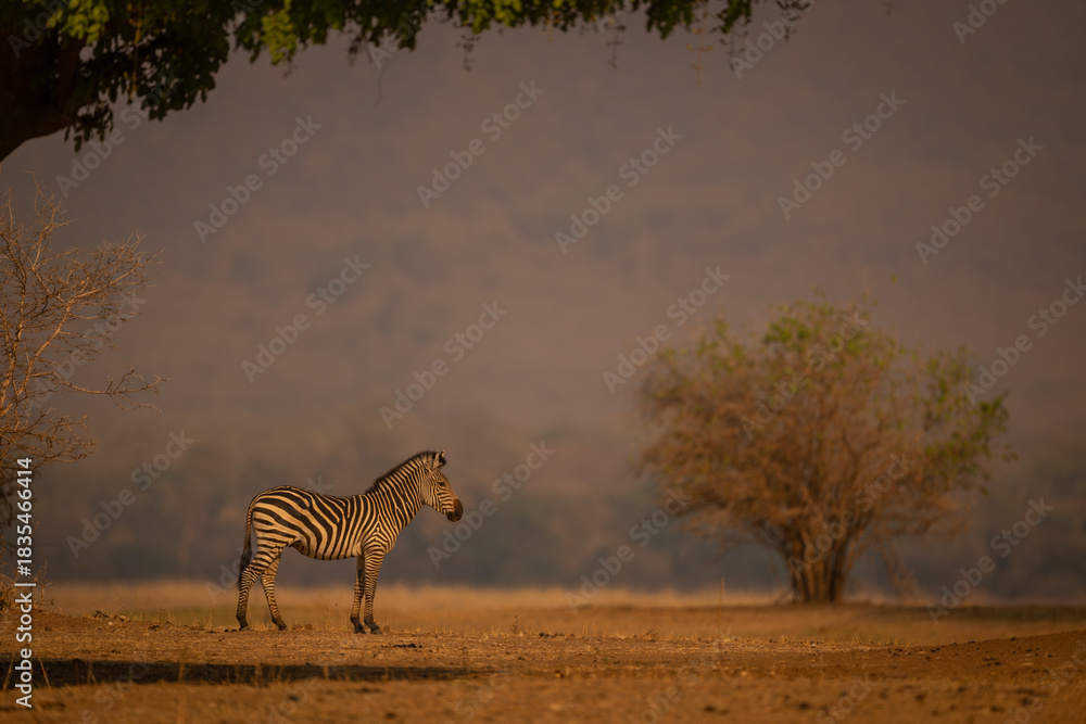Obraz premium Plains zebra stands in profile near tree