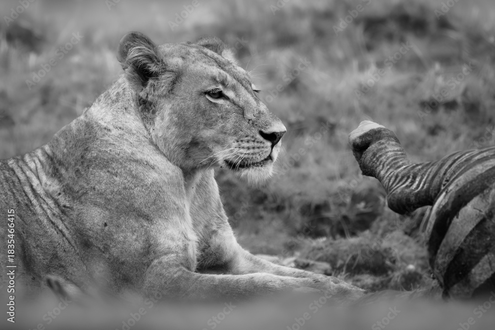 Obraz premium Mono close-up of lioness lying with zebra