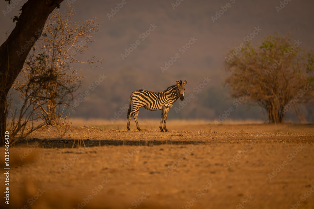 Obraz premium Plains zebra stands turning head to camera