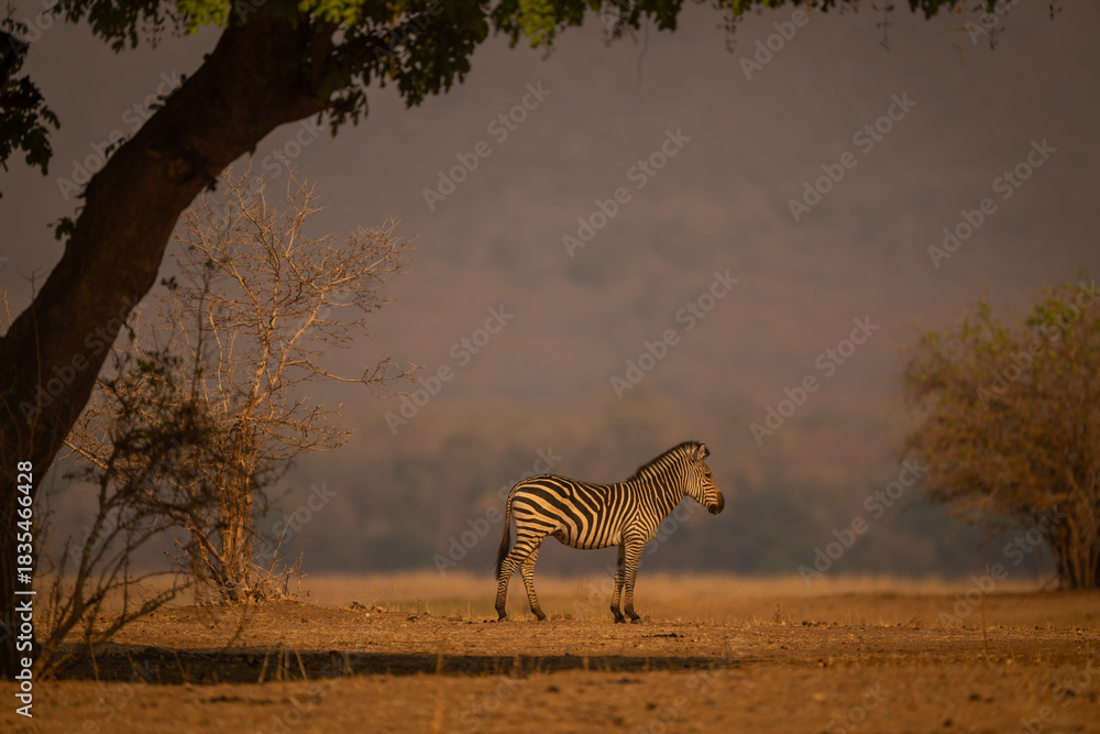 Obraz premium Plains zebra stands in profile under tree