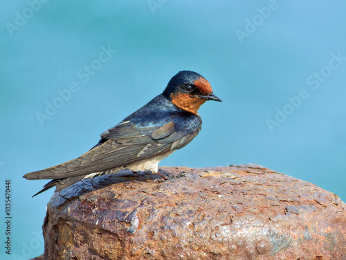 Rauchschwalbe im Winterquatier