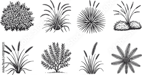 Collection of Eight Hand- Drawn Black and White Botanical Illustrations of Plants Keywords: plants, botanical, illustration