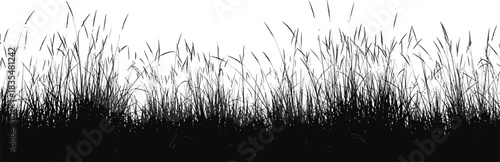 Dense Silhouette of Wild Grasses and Stems on White Background meadow