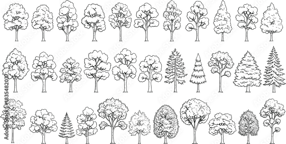 Fototapeta premium Extensive collection of hand-drawn deciduous and coniferous trees in outline Keywords: tree, trees, nature, forest, woodland