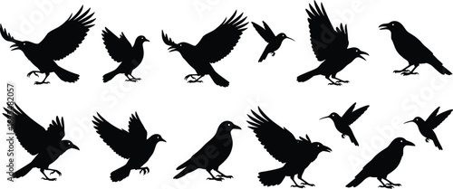 Black Crow and Bird Silhouette Collection, Flying and Perching Poses, Raven Group Isolated on White Background, Wildlife Ornithology Nature Flat Vector Illustration