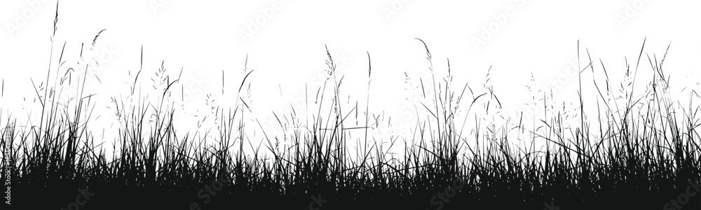 Fototapeta premium Silhouette of tall grass and reeds against a white background Keywords: grass, reeds, tall grass, meadow, field, nature, silhouette