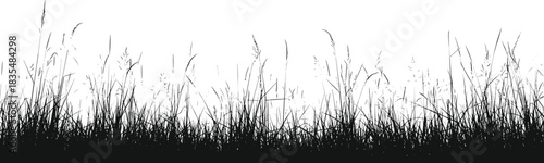 Silhouette of tall grass and reeds against a white background Keywords: grass, reeds, tall grass, meadow, field, nature, silhouette