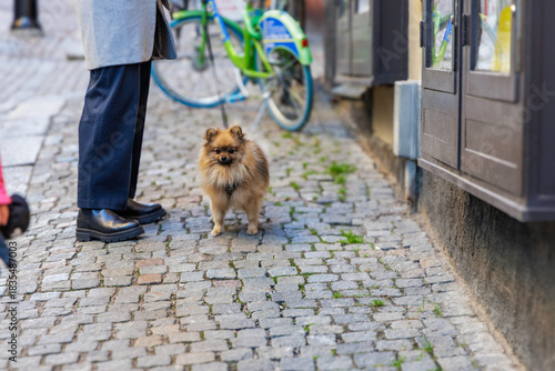 Fototapeta Naklejka Na Ścianę i Meble -  Pomeranian dog on a leash next to a person's legs on a cobblestone street