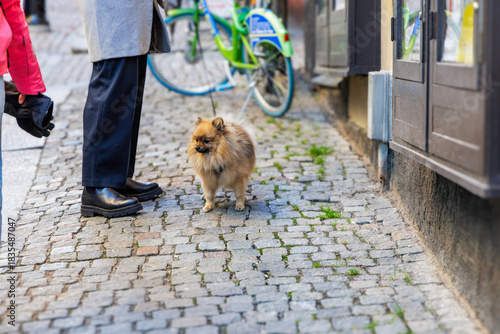 Fototapeta Naklejka Na Ścianę i Meble -  Pomeranian dog standing on a cobblestone street near a person's legs
