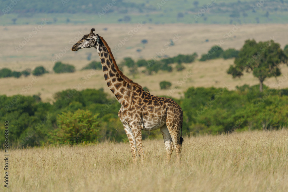 Fototapeta premium girafe