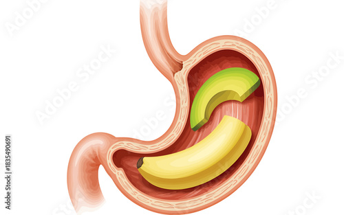 Human Stomach Cross Section Depicting Healthy Food Choices with Avocado and Banana for Digestive Health and Wellness