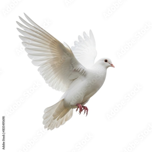 A beautiful white dove with wings spread in mid flight isolated on white background