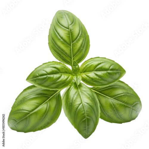 Fresh green basil leaves sprig isolated on white background for culinary use