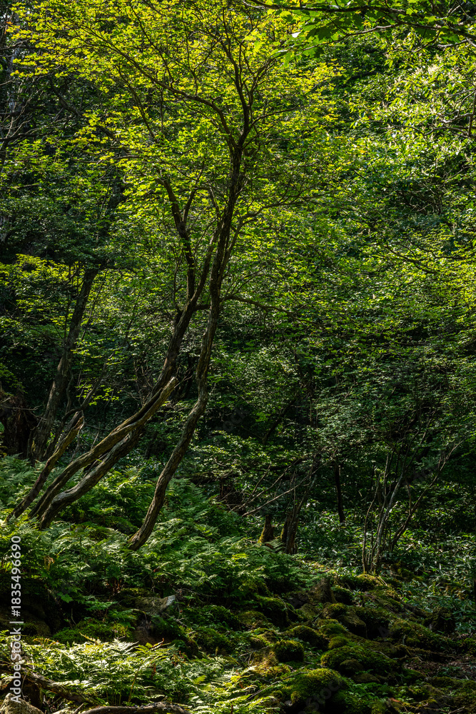 Fototapeta premium 群馬県赤城山小沼周辺の森、夏の木漏れ日と苔むす深緑