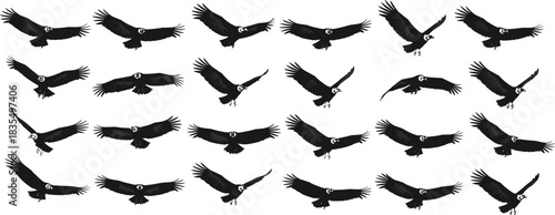 Black Silhouette Vector Collection of Flying Vultures or Condors with Broad Wings, Icons of Scavenger Birds in Various Gliding Poses for Nature Graphics