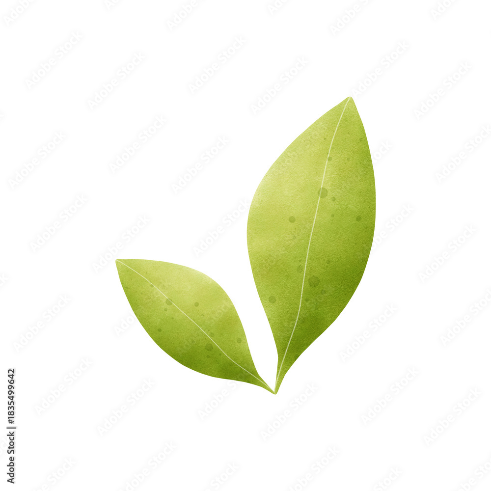 Obraz premium Watercolor leaves PNG with natural green tones and transparent background, fresh and calming, perfect for all design projects.