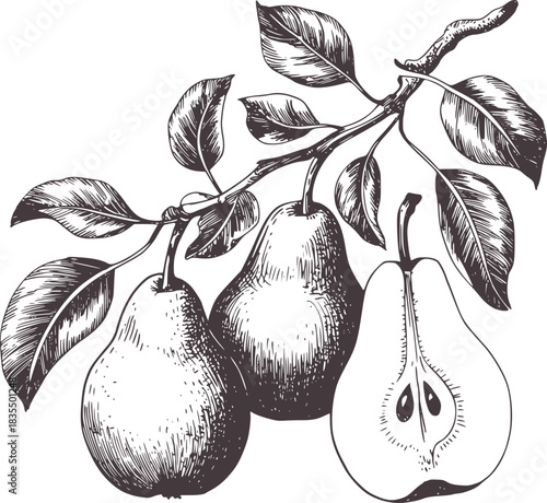 Black and white hand drawn pears on a branch fruit