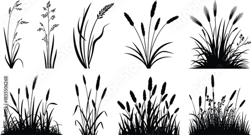 PrintBlack silhouettes vector illustration set of various tall wild grasses, cereal plants, meadow flora, agricultural crops, and detailed botanical graphic elements.