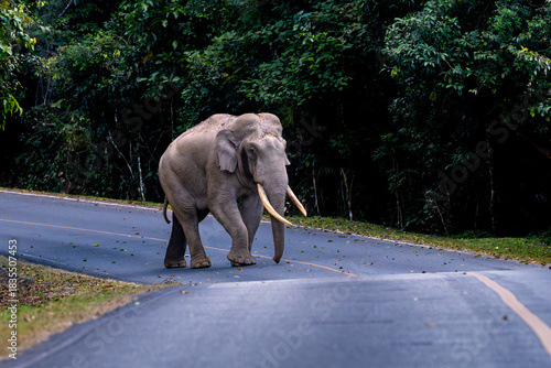 A wild elephant walking onto a curved road beside dense forest vegetation.