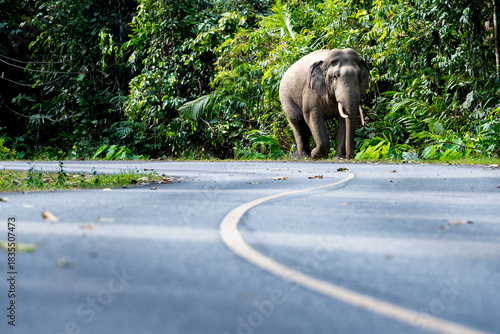 A wild elephant walking onto a curved road beside dense forest vegetation.