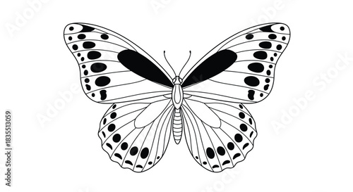 Black and white illustration of a butterfly with intricate wing patterns and dark spots.