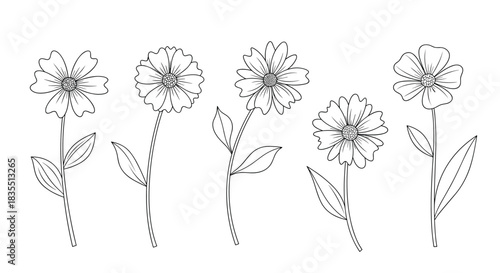 Five outlined daisies are standing next to each other, each with leaves on a white background, minimalist design.