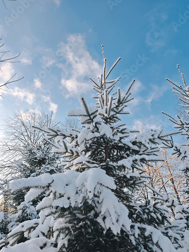 Winter evergreen branches with fresh snow, frosty Christmas season outdoors.