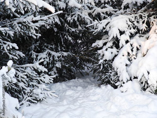 Spruce trees in snow, beautiful winter branches with fresh snow texture.