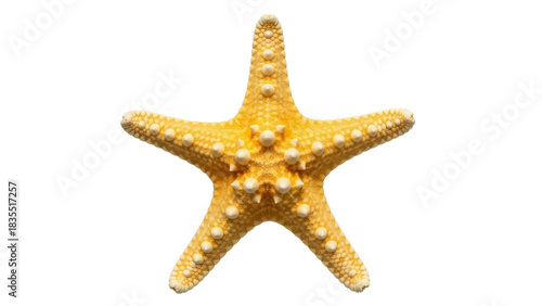 Photography Yellow starfish isolated PNG, sea star with bumpy texture on transparent backgro