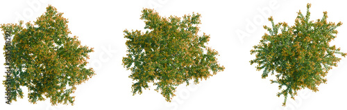 Fotografie Berberis darwinii tree plan, top view, cutout, transparent background, isolate,
