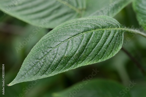 Φωτογραφία Plant list 2025 - Pilea mollis (Moon valley pilea)