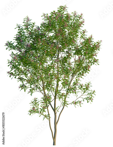 Indigofera heterantha tree, front view, cutout, transparent background, isolate, Elegant blooming tree adds natural beauty to your landscape designs
