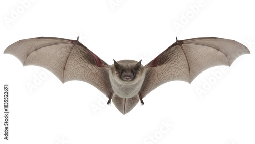 Detailed brown bat with wings spread isolated PNG, nocturnal animal for Halloween and wildlife projects on transparent background