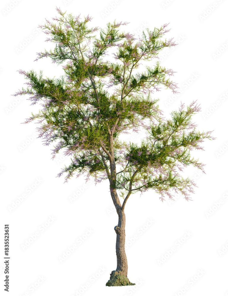 Fototapeta premium Tamarix ramosissima tree, front view, cutout, transparent background, isolate, Elegant tree blossoms with gentle purple flowers, ready for spring time