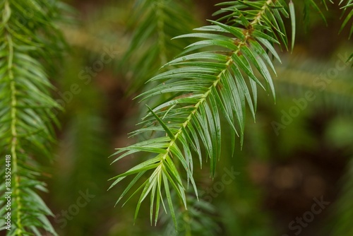 Plant list 2025 - Cunninghamia lanceolata var. konishii (Konishii China-fir)