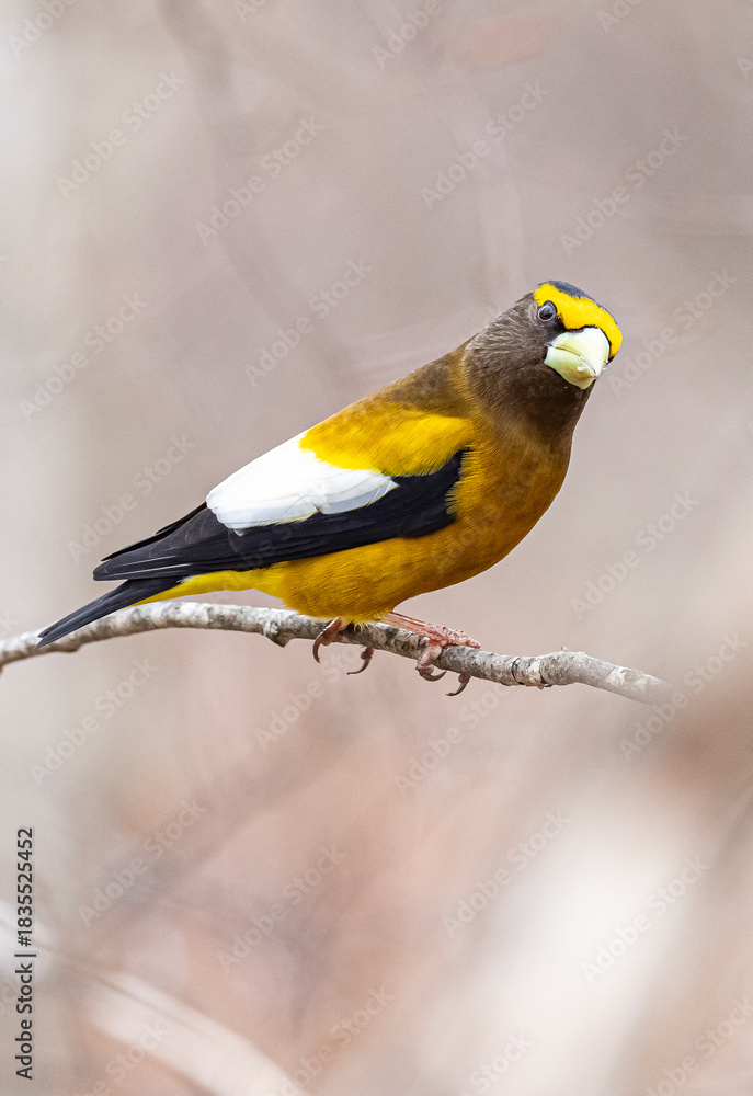 Fototapeta premium Male evening grosbeak