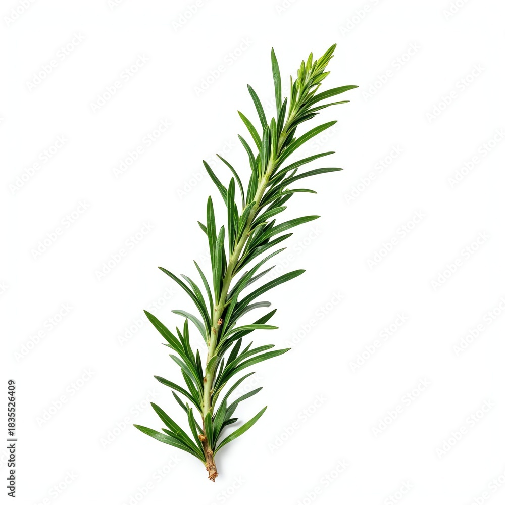 Fototapeta premium Fresh Rosemary Sprig Isolated on White Background 