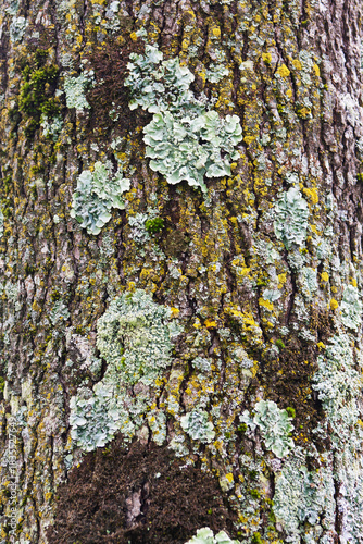 Trunk Full of Funghi