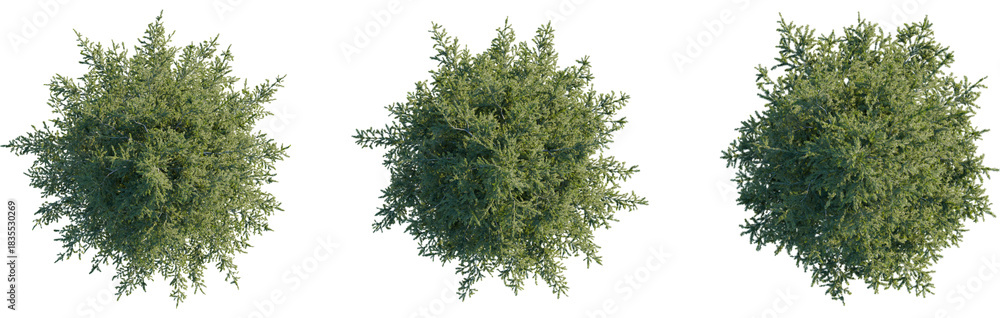 Fototapeta premium Picea abies tree plan, top view, cutout, transparent, cutout, isolate, Three detailed top view green trees isolated on black background for design
