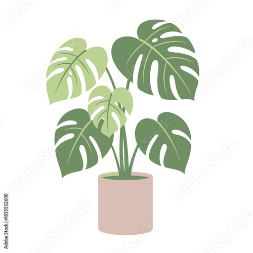 Stylish monstera deliciosa plant in a light pink pot, enhancing minimal aesthetic space