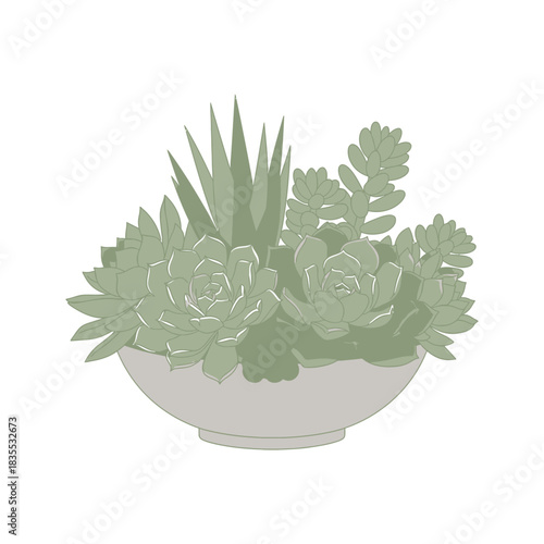 Echeveria arrangement in pot, vector illustration, succulent collection home decoration graphic