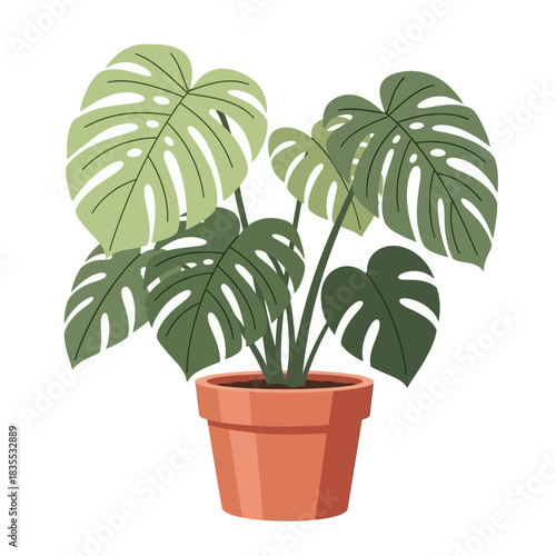 Monstera Deliciosa: A vibrant potted plant adding botanical charm to indoor spaces